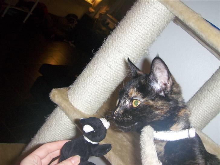 Blanding af racer Malaika billede 6