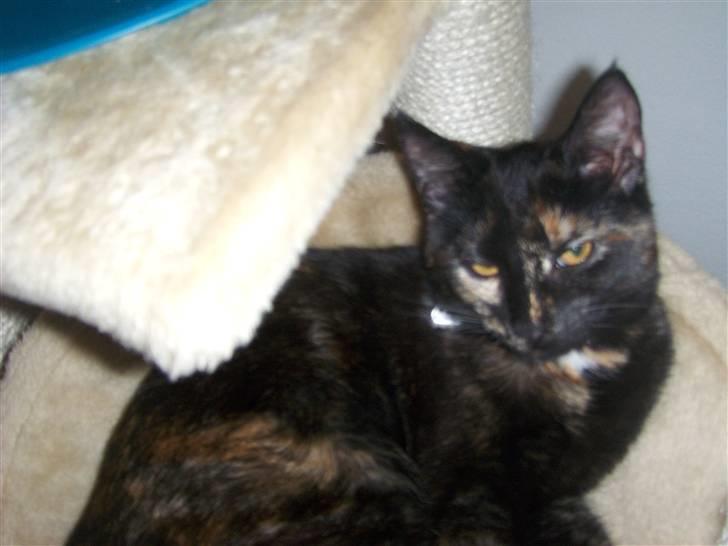 Blanding af racer Malaika billede 7