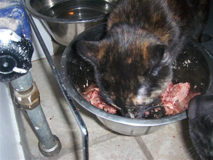 Blanding af racer Malaika billede 8