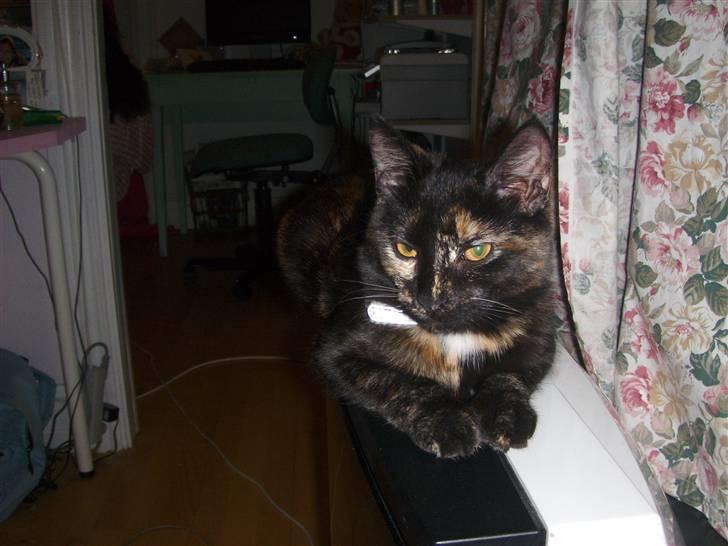 Blanding af racer Malaika billede 9