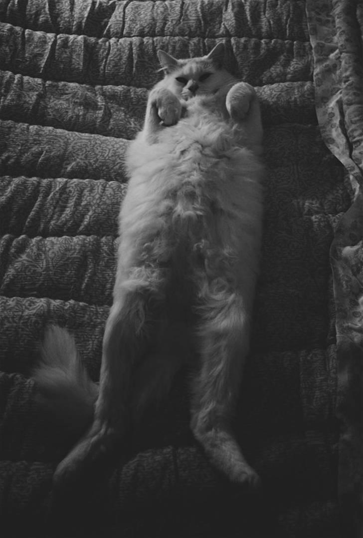 Maine Coon Al billede 13