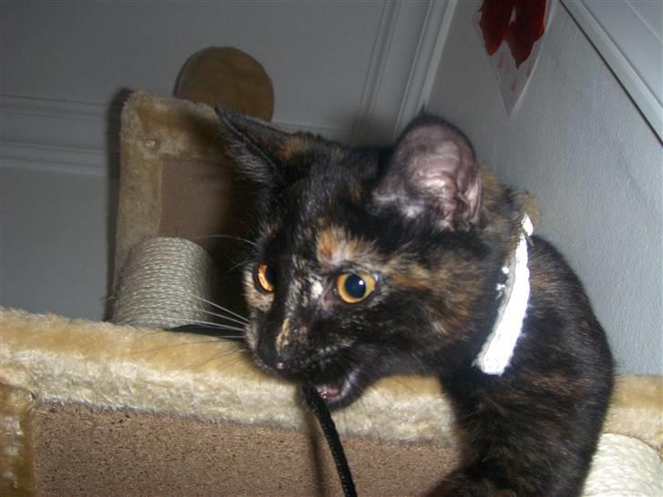 Blanding af racer Malaika billede 10