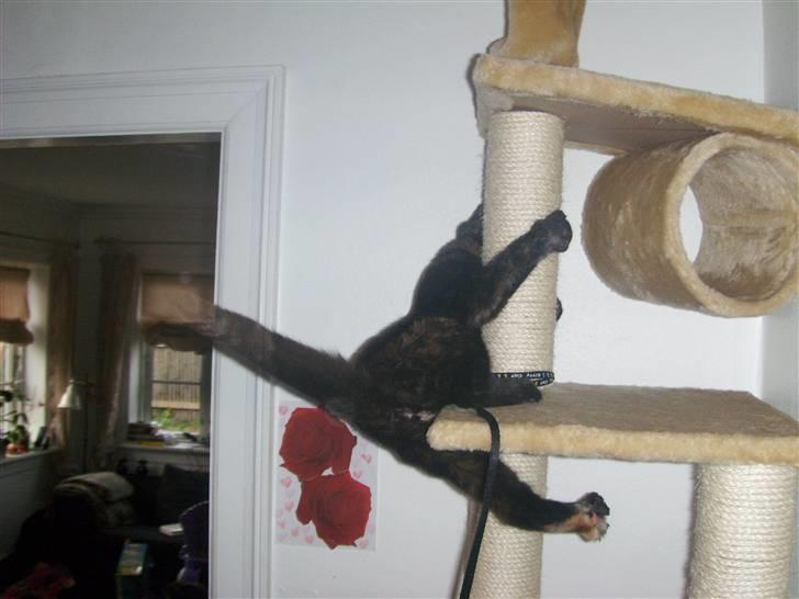 Blanding af racer Malaika billede 11