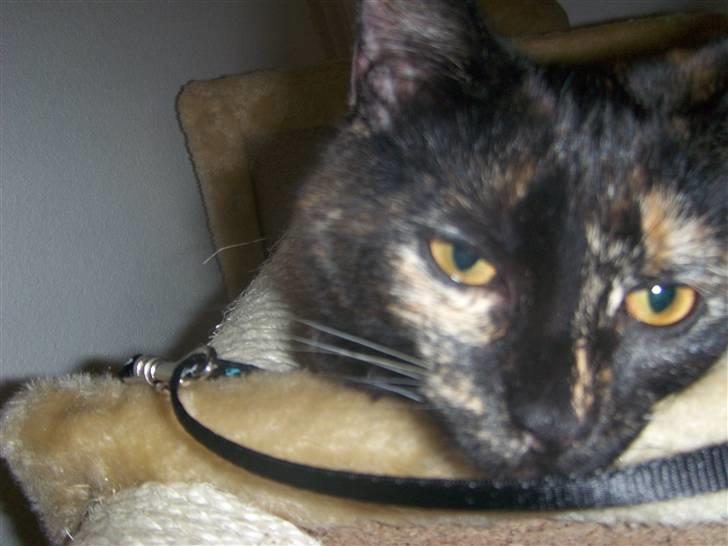 Blanding af racer Malaika billede 12