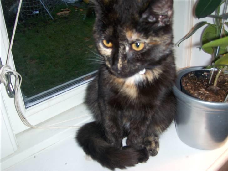 Blanding af racer Malaika billede 13