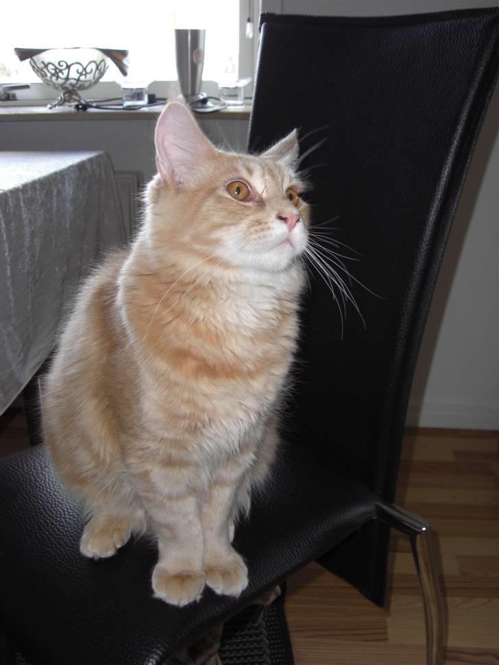 Blanding af racer Sylvester Bor på Fyn nu. - Smil til kameraet... billede 1