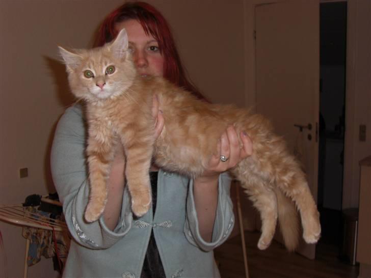 Blanding af racer Sylvester Bor på Fyn nu. - Stor flot killing... billede 2