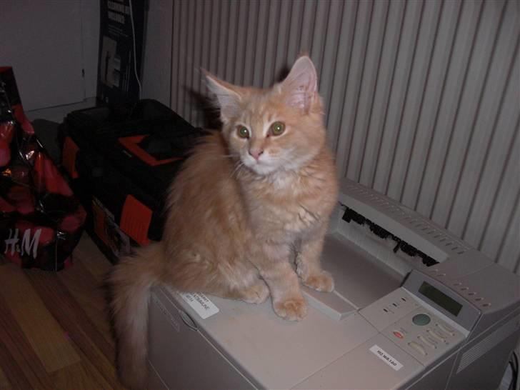 Blanding af racer Sylvester Bor på Fyn nu. billede 3