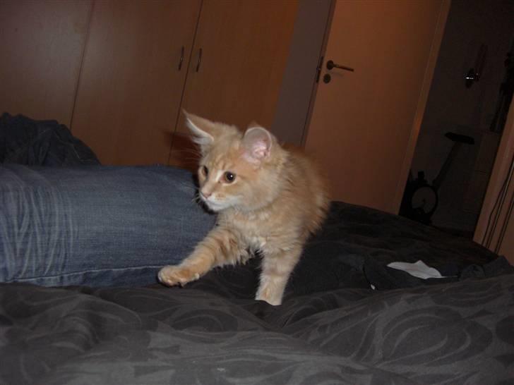 Blanding af racer Sylvester Bor på Fyn nu. billede 4