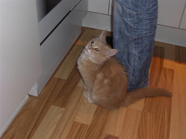 Blanding af racer Sylvester Bor på Fyn nu. - Her sidder jeg lige og fedter for far..... billede 5