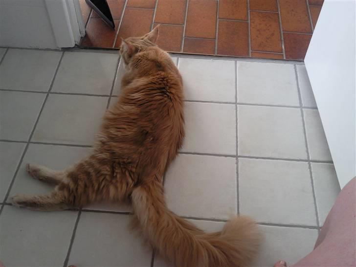 Blanding af racer Sylvester Bor på Fyn nu. - Her er han 9 måneder gammel, en stor lang mis.. billede 6