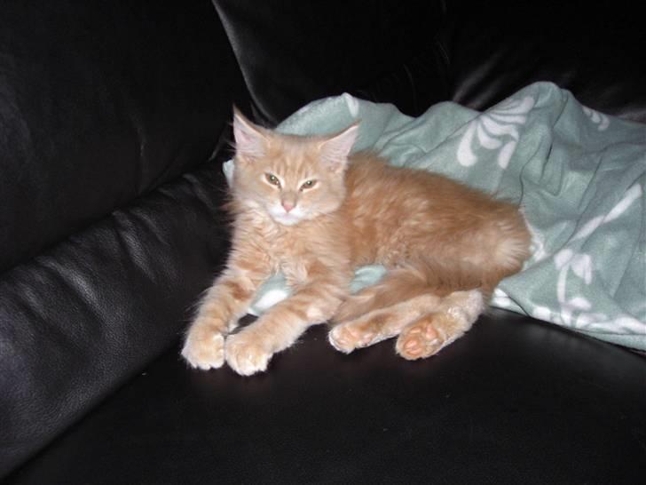 Blanding af racer Sylvester Bor på Fyn nu. billede 7