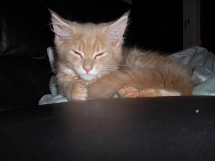 Blanding af racer Sylvester Bor på Fyn nu. - Nej hvor føler jeg mig træt. billede 8