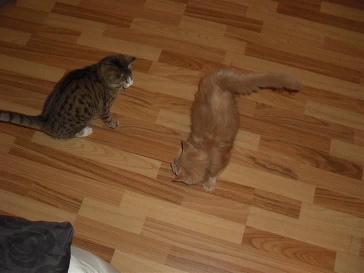 Blanding af racer Sylvester Bor på Fyn nu. billede 9