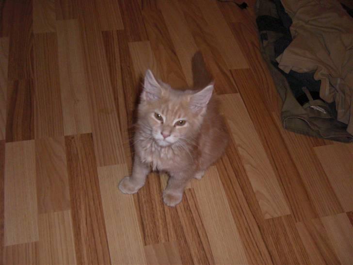 Blanding af racer Sylvester Bor på Fyn nu. - Se mig..?! billede 10