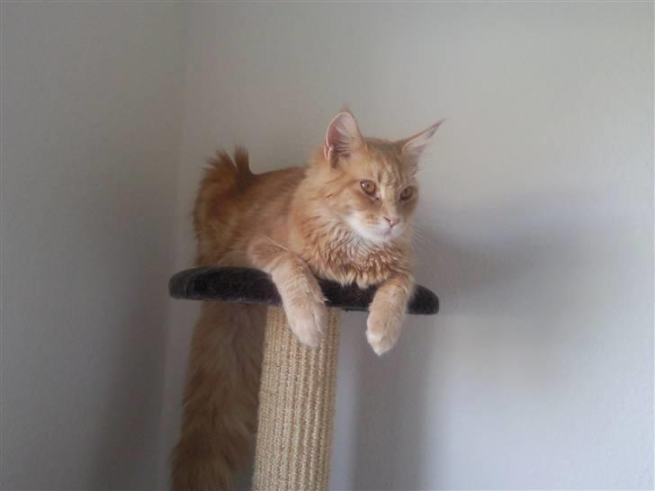 Blanding af racer Sylvester Bor på Fyn nu. billede 11