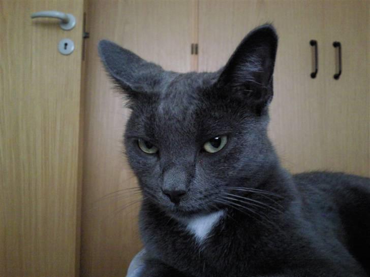 Huskat Molly - Er du snart færdig med det kamera. Du blitzer mig i øjnene..  billede 1