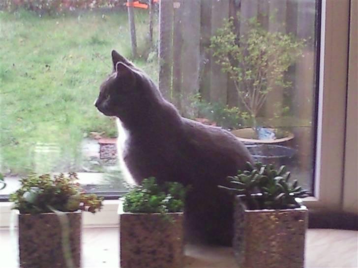 Huskat Molly - Dronningen af vindueskarmen. Ja billedet taler for sig selv. billede 3