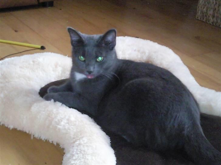 Huskat Molly - Hvis jeg nu bare rækker tungen ud, så pakker hun ved det kamera væk..  billede 4