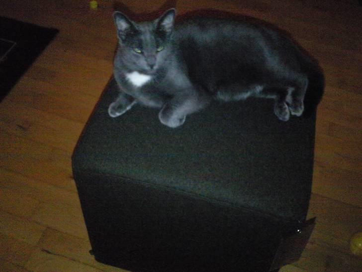 Huskat Molly - Nyt møbel.. Juhhuuu.. Den indtager jeg. Den puf har ca været i stuen i 10 minutter inden den blev Mollys ejendom..  billede 5