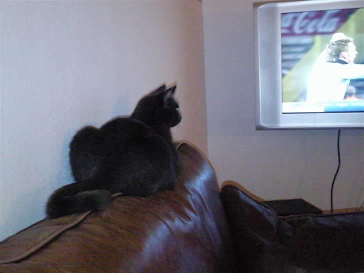 Huskat Molly - Fodbold og håndbold er bedst... Lige her er det håndbold..  billede 6