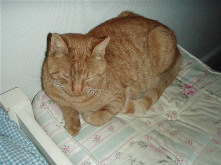 Huskat Leonora. - Her tager Leonora sig lige en lille lur (:<3 billede 2