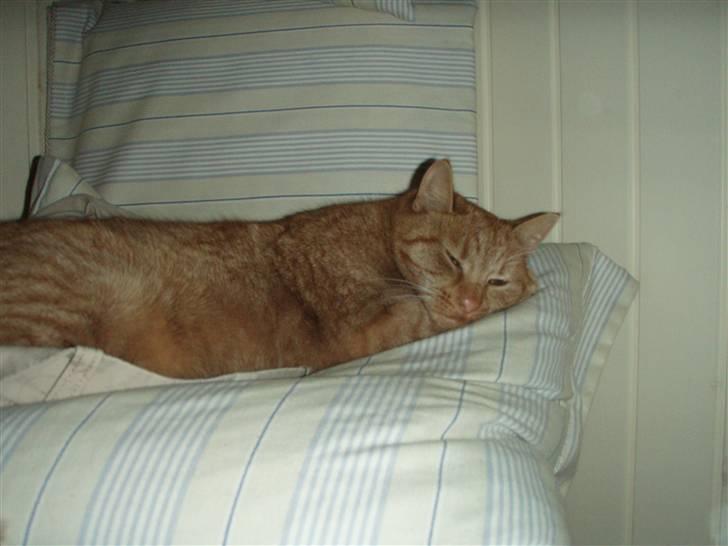 Huskat Leonora. - Leonora<3 billede 3