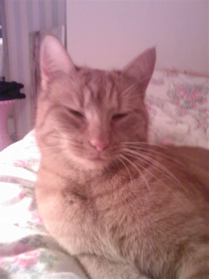 Huskat Leonora. - Smukke Leonora!<3 billede 4