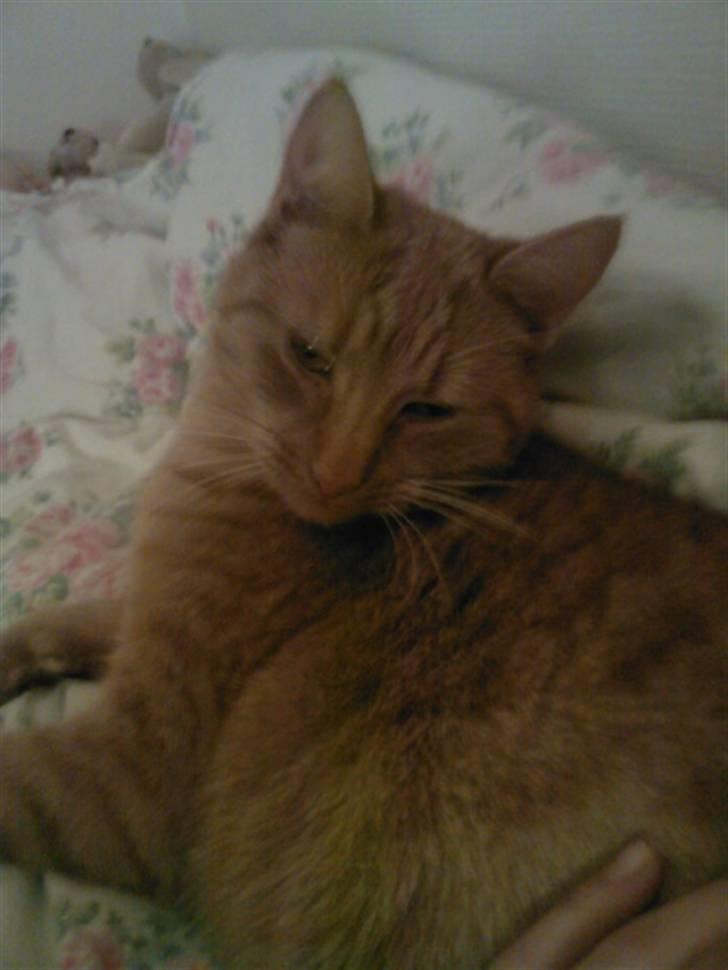 Huskat Leonora. - Er jeg ikk kær? billede 5