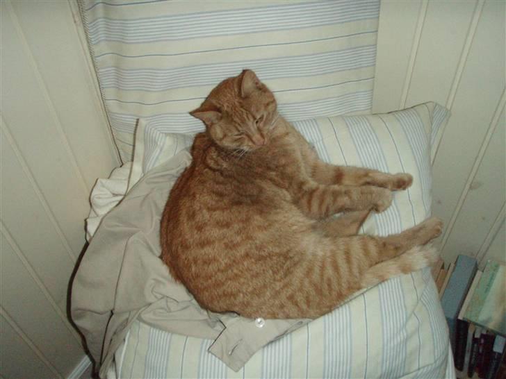 Huskat Leonora. - Her er jeg så (: billede 6