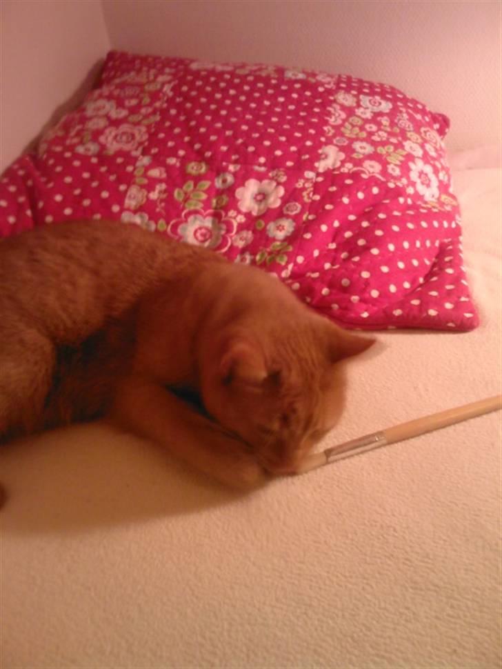 Huskat Leonora. - Lenora elsker at lege med pensler, så her er hun igang med at gå tilangrib på en hehe<3 billede 7