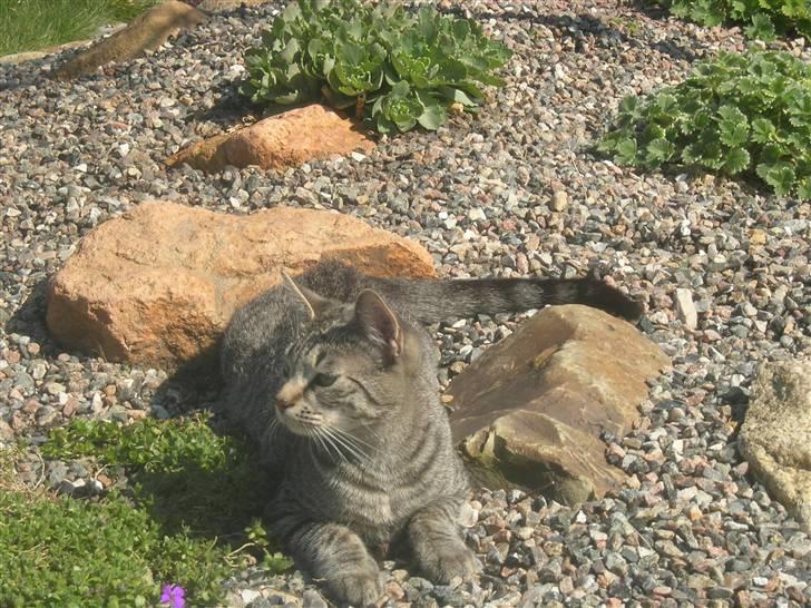 Huskat felix *død* - jeg er en plante  billede 6