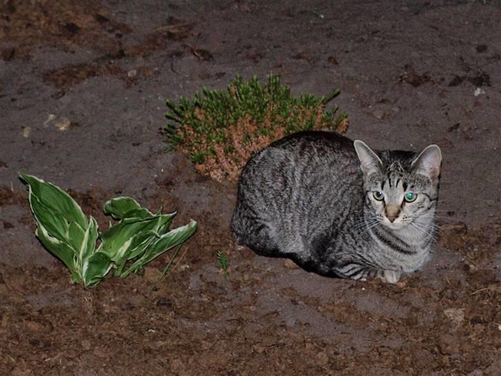 Huskat felix *død* - planten igen kan i lide mig  billede 7