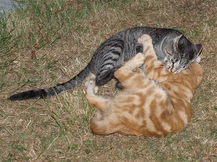 Huskat felix *død* - jeg vinder oliver tak fordi du kikkede forbi smid en  komentar og en berømlse så bliver vi glade  billede 8