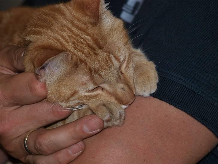 Huskat oliver - ahh nu kunne man lige få en morfar  billede 5