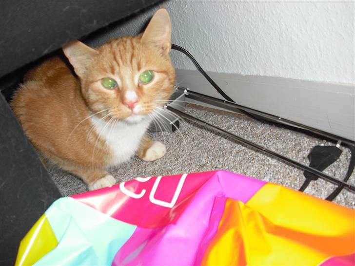 Huskat Garfield billede 1