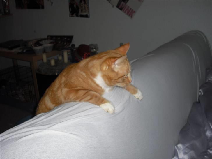 Huskat Garfield billede 2