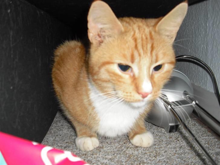 Huskat Garfield billede 3