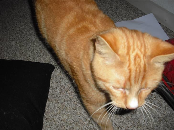 Huskat Garfield billede 4