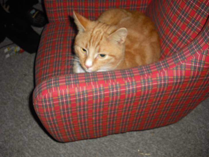 Huskat Garfield billede 5