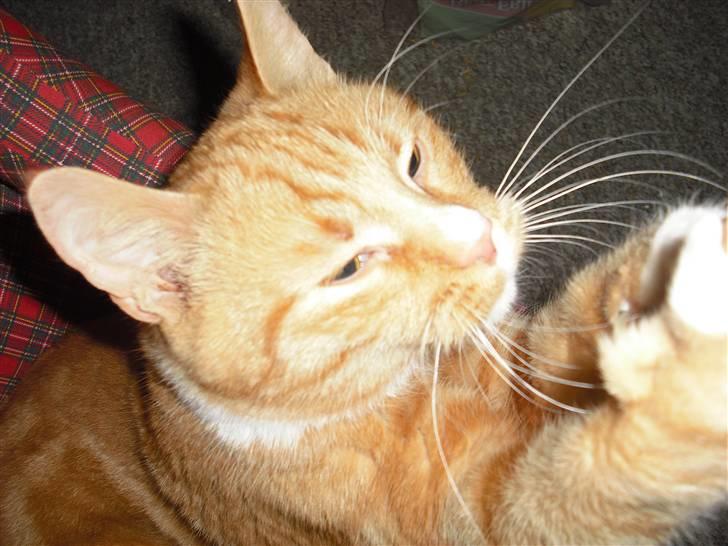 Huskat Garfield billede 6