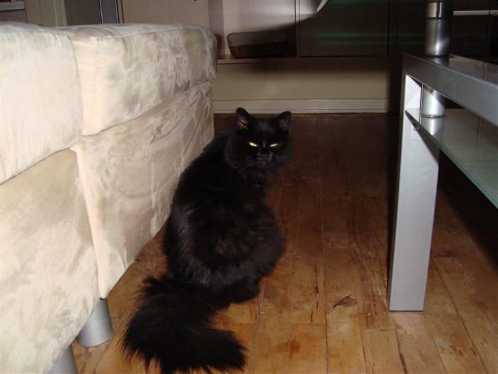 Blanding af racer Tiger - Rigtig træt tiger billede 10