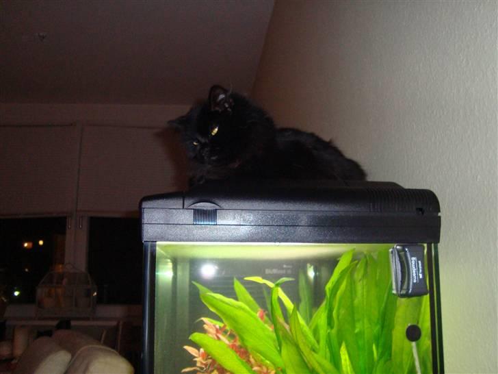 Blanding af racer Tiger - sover på akvariet billede 11