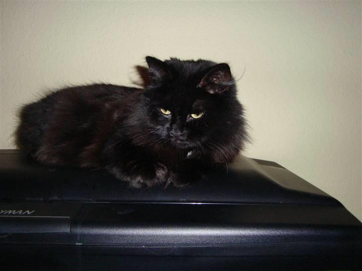 Blanding af racer Tiger - la mig da sove :) billede 12