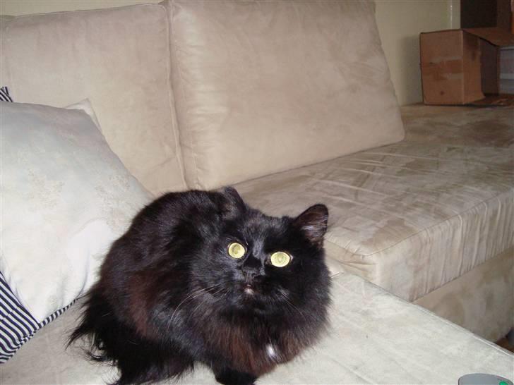 Blanding af racer Tiger - hvad laver du?? billede 13