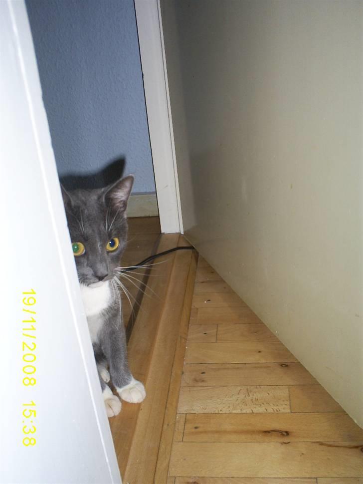 Huskat Keeno - Bøøøøøh her var jeg moAr  billede 7