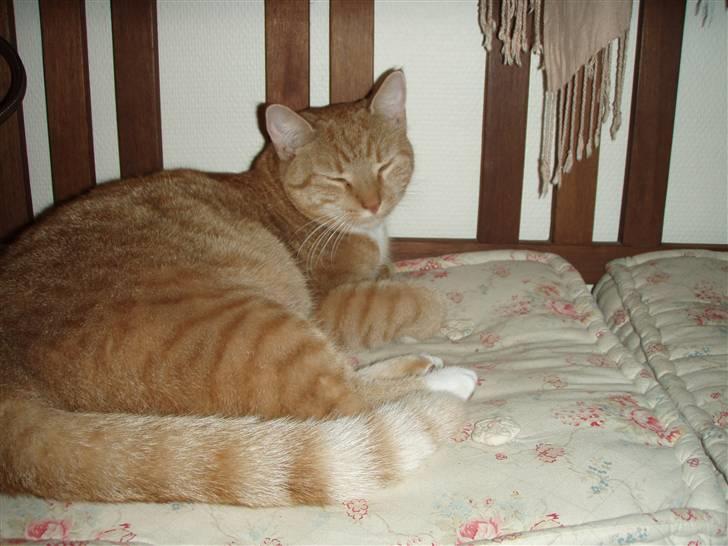 Huskat Donna. - Donna<3 billede 1