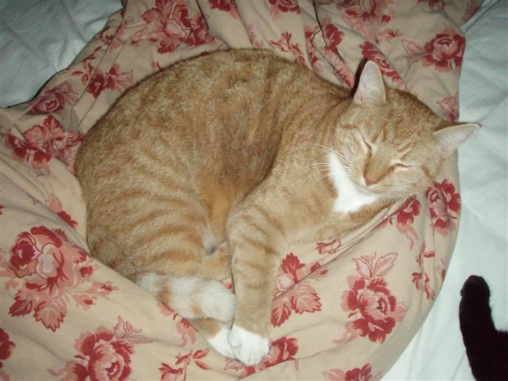 Huskat Donna. - En tyk dejlig mis<3 billede 2