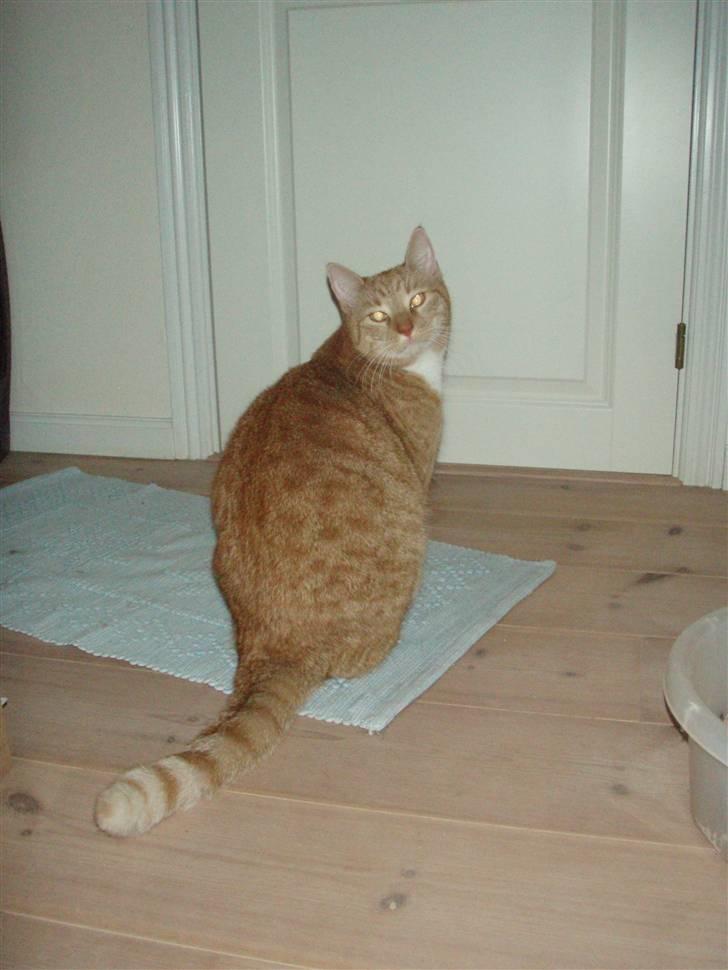 Huskat Donna. - Kommer du ? (: billede 3