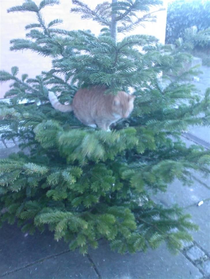 Huskat Donna. - Indvadering i juletræet (: HAHAHA billede 4